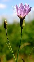 Scorzonera purpurea