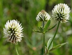 Trifolium montanum