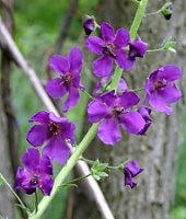 Verbascum phoeniceum