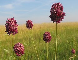 Allium rotundum (czosnek kulisty)