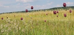 Allium rotundum (czosnek kulisty)