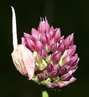 Allium rotundum (czosnek kulisty)