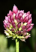 Allium rotundum (czosnek kulisty)