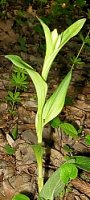 Cephalanthera damasonium (buławnik wielkokwiatowy)