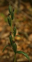 Cephalanthera damasonium (buławnik wielkokwiatowy)