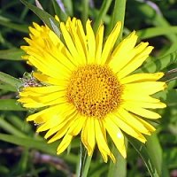 Inula ensifolia (oman wąskolistny)