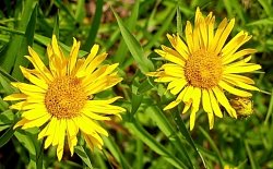 Inula ensifolia (oman wąskolistny)