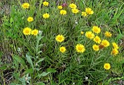 Inula ensifolia (oman wąskolistny)