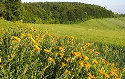 Inula ensifolia (oman wąskolistny)