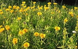 Inula ensifolia (oman wąskolistny)