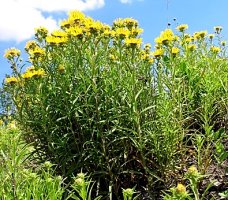 Inula ensifolia (oman wąskolistny)