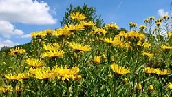 Inula ensifolia (oman wąskolistny)