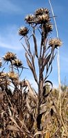 Inula ensifolia (oman wąskolistny)