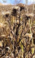 Inula ensifolia (oman wąskolistny)