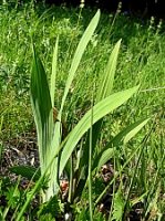 Iris aphylla (kosaciec bezlistny)