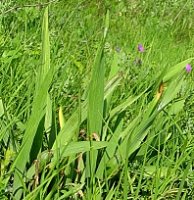 Iris aphylla (kosaciec bezlistny)