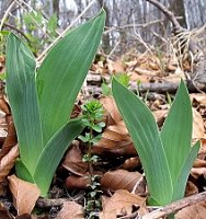 Iris aphylla (kosaciec bezlistny)