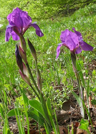 Iris aphylla (kosaciec bezlistny)