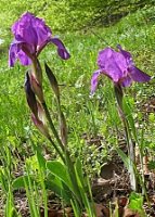 Iris aphylla (kosaciec bezlistny)