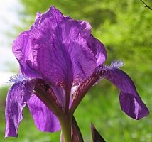 Iris aphylla (kosaciec bezlistny)