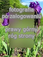 Iris aphylla (kosaciec bezlistny)