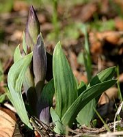 Iris aphylla (kosaciec bezlistny)