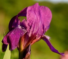 Iris aphylla (kosaciec bezlistny)