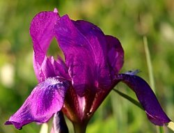 Iris aphylla (kosaciec bezlistny)