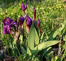 Iris aphylla (kosaciec bezlistny)