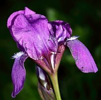 Iris aphylla (kosaciec bezlistny)