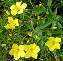 Linum flavum (len złocisty)