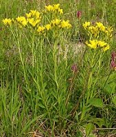 Linum flavum (len złocisty)