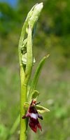 Ophrys insectifera (dwulistnik muszy)