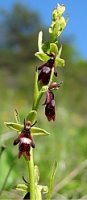 Ophrys insectifera (dwulistnik muszy)