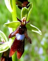 Ophrys insectifera (dwulistnik muszy)