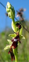 Ophrys insectifera (dwulistnik muszy)