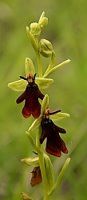 Ophrys insectifera (dwulistnik muszy)