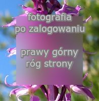 Orchis mascula ssp. signifera (storczyk męski nakrapiany)
