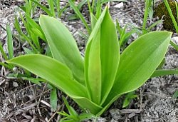 Orchis militaris (storczyk kukawka)