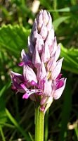 Orchis militaris (storczyk kukawka)