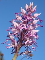 Orchis militaris (storczyk kukawka)