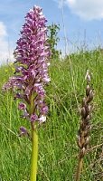 Orchis militaris (storczyk kukawka)