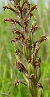 Orchis militaris (storczyk kukawka)