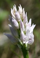 Orchis militaris (storczyk kukawka)