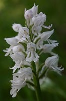 Orchis militaris (storczyk kukawka)