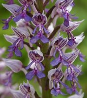 Orchis militaris (storczyk kukawka)