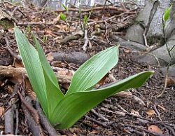 Orchis purpurea (storczyk purpurowy)