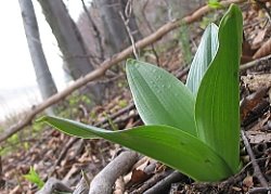 Orchis purpurea (storczyk purpurowy)