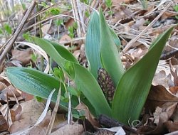 Orchis purpurea (storczyk purpurowy)