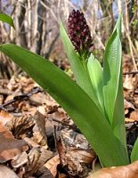 Orchis purpurea (storczyk purpurowy)